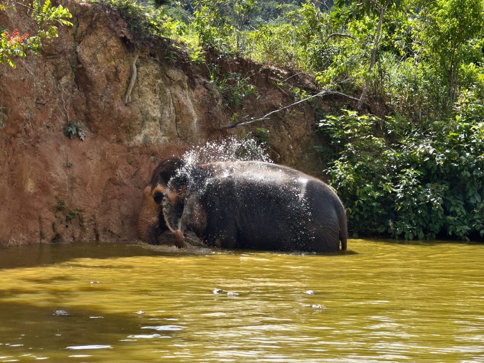 Азиатский слон стоит в реке и сам обливается водой